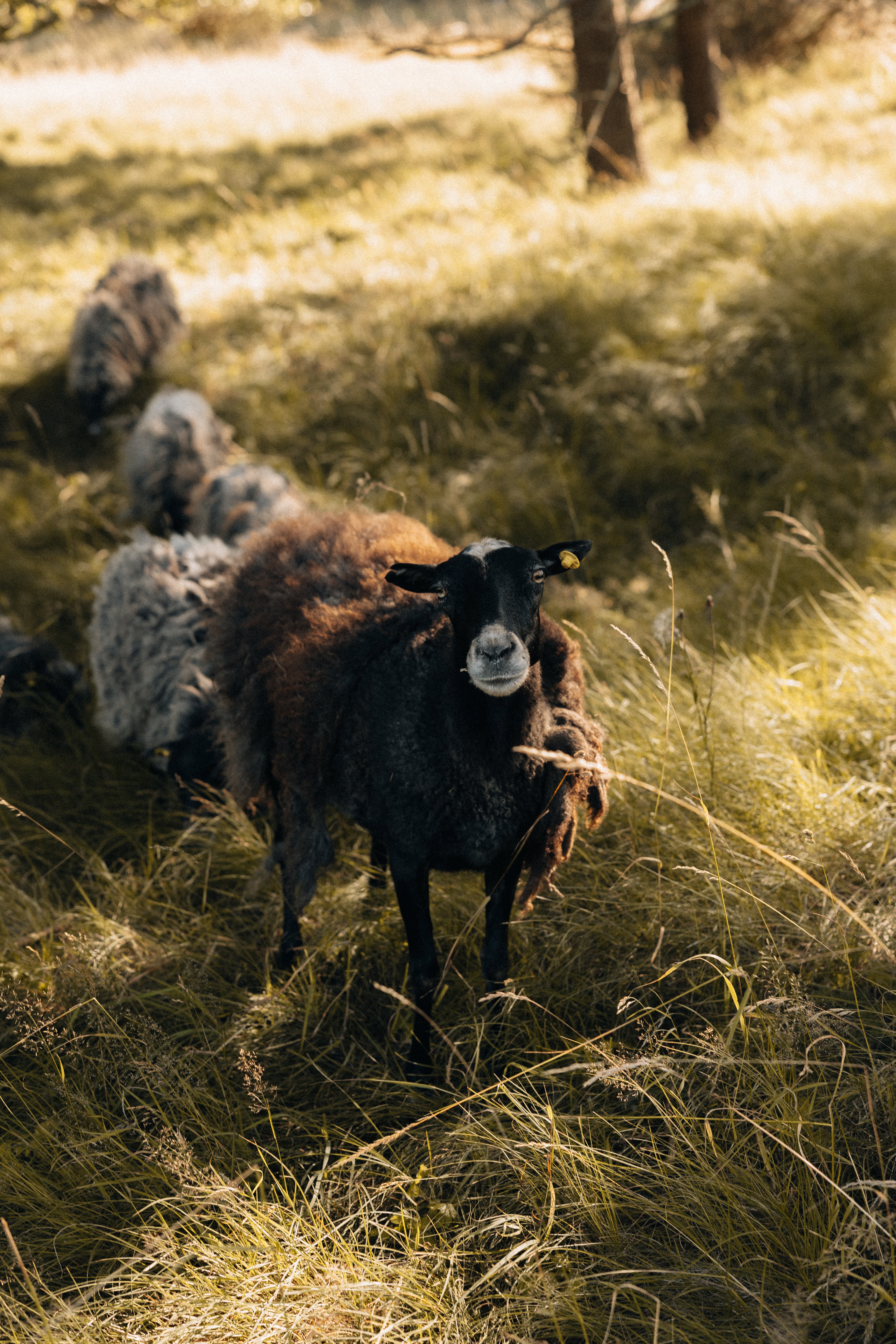 Sheep standing in a grassy field with trees in the background